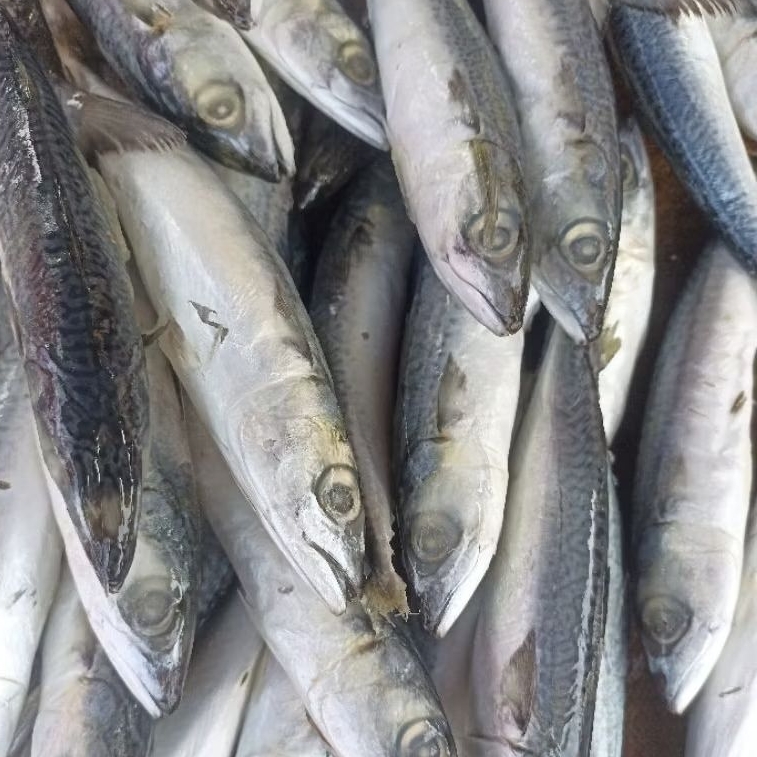 

INSTAN KOTA JAMBI Ikan Dencis Laut Fresh 500gr