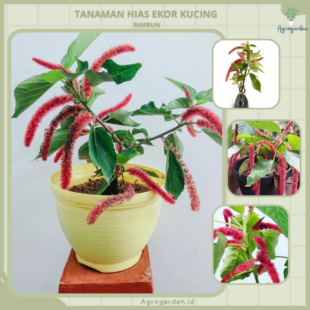bibit tanaman hias achalipa / ekor kucing -Tanaman Bunga Ekor Kucing / Red-hot Cat Tail  - tanaman b