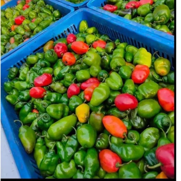 

Cabe Gendot Super Pedas | Cabai Gendot Segar Harian – Cocok Masakan Nusantara