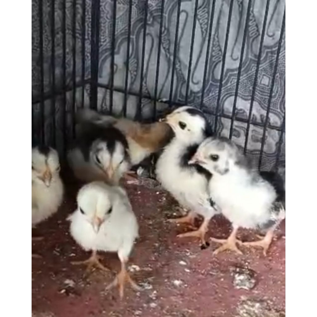 ANAK AYAM KATE KLASIK BLOROK & WIDO