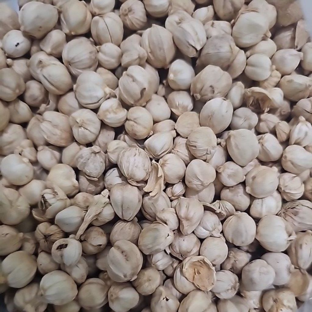 

KAPULAGA REMPAH KERING. KAPOLAGA REMPAH