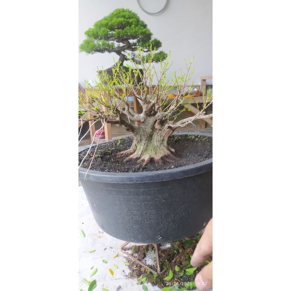 Bonsai kimeng Prospek (besar) Lb 35 tinggi 30 themax
