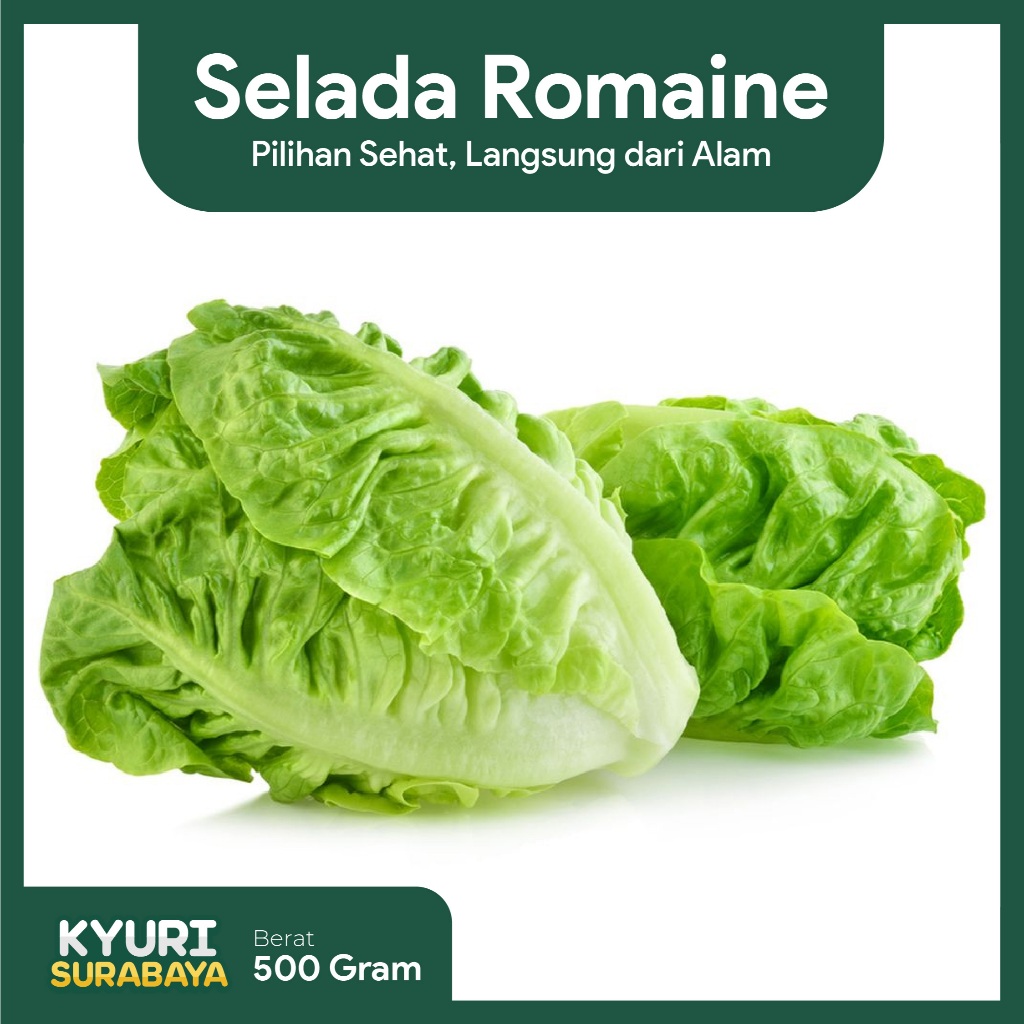 Selada Romaine 500gr / Sayuran Segar / Sayuran Organik / Sayur Surabaya / Chinese food / Salad