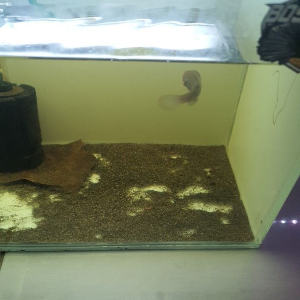 Stewartii unik mental aman 6-8cm