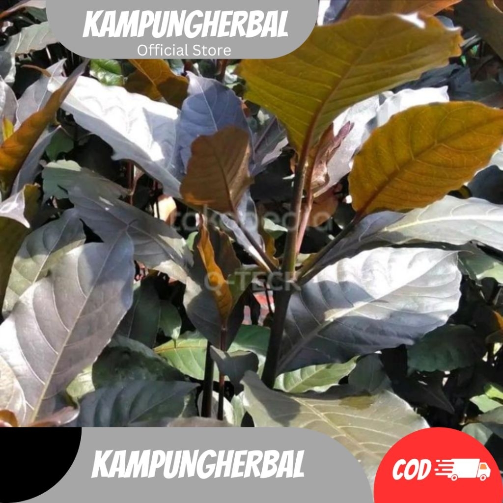 

DAUN HANDEULEUM SIEUM UNGU SEGAR organik Herbal tradisional