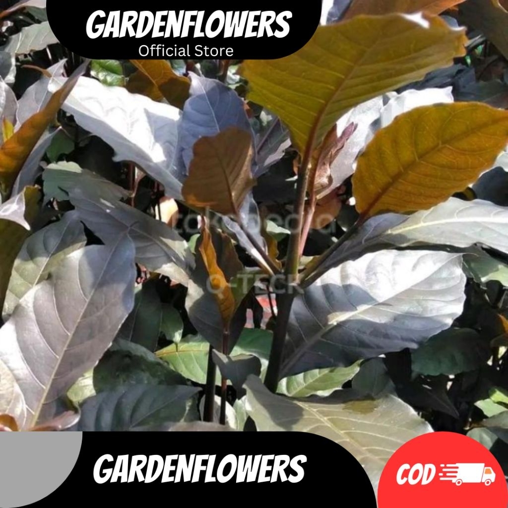 

HANDEULEUM SIEUM DAUN UNGU HERBAL WASIR TRADISIONAL