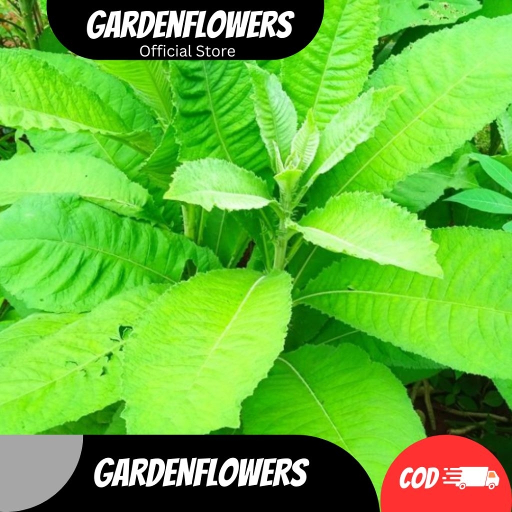 

DAUN SEMBUNG HERBAL TRADISIONAL OBAT PENAFSU MAKAN