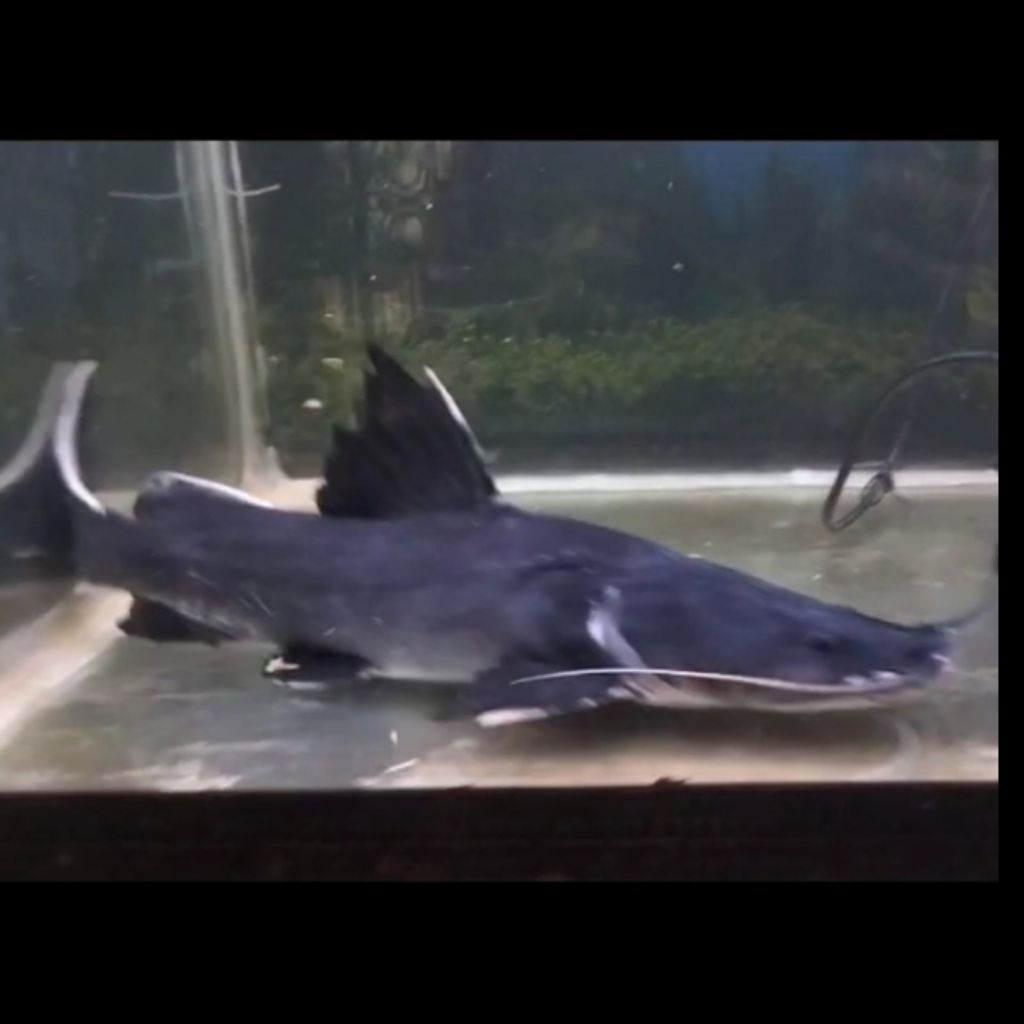 Baung Jaksa Jumbo Hemibagrus Wyckii Rare Jumbo Termurah