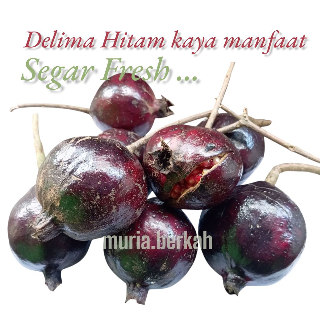 

Delima Hitam Mentah Jamu Banyak Manfaat Delima Wulung Per Buah