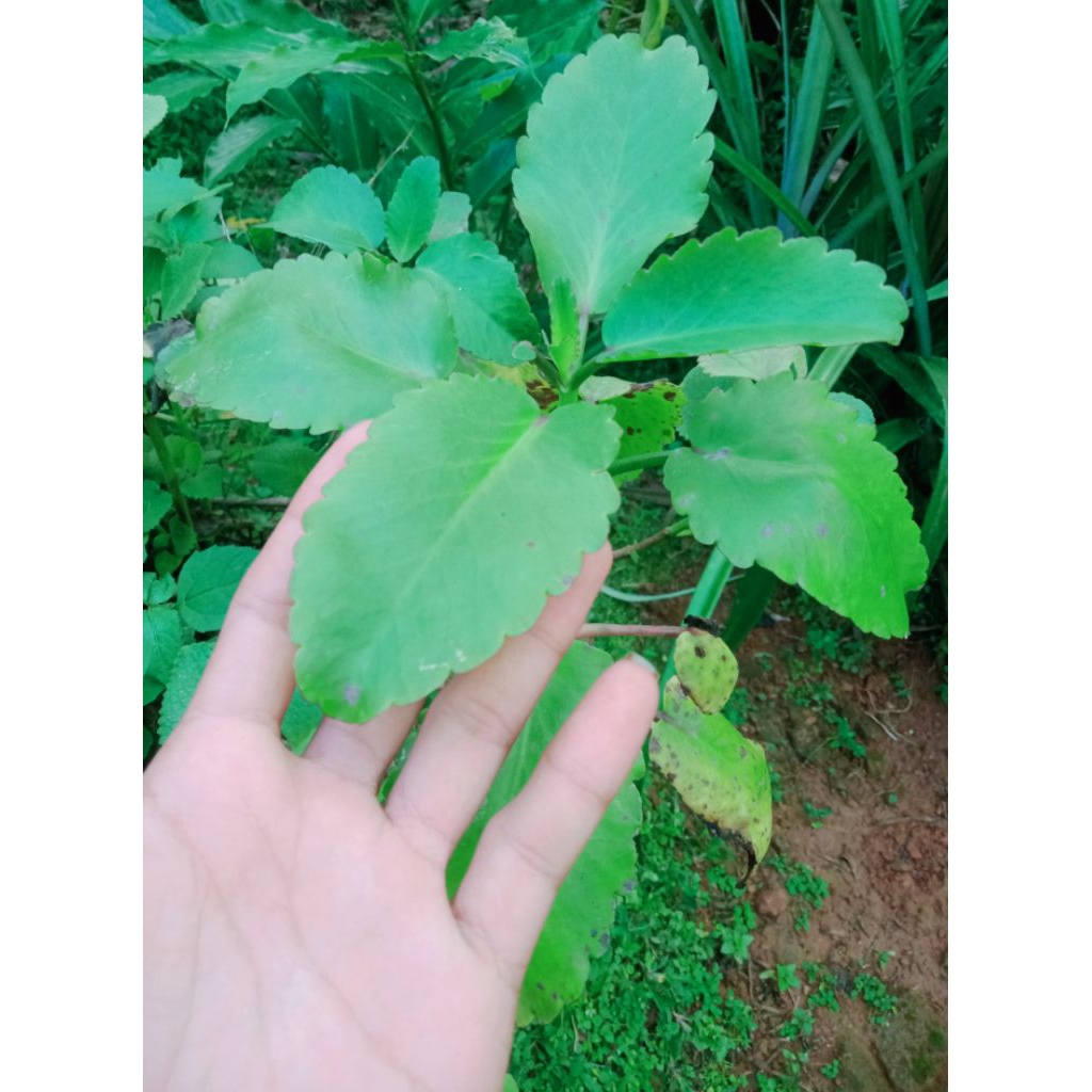 

termurah 10 lembar daun buntiris/cocor bebek segar