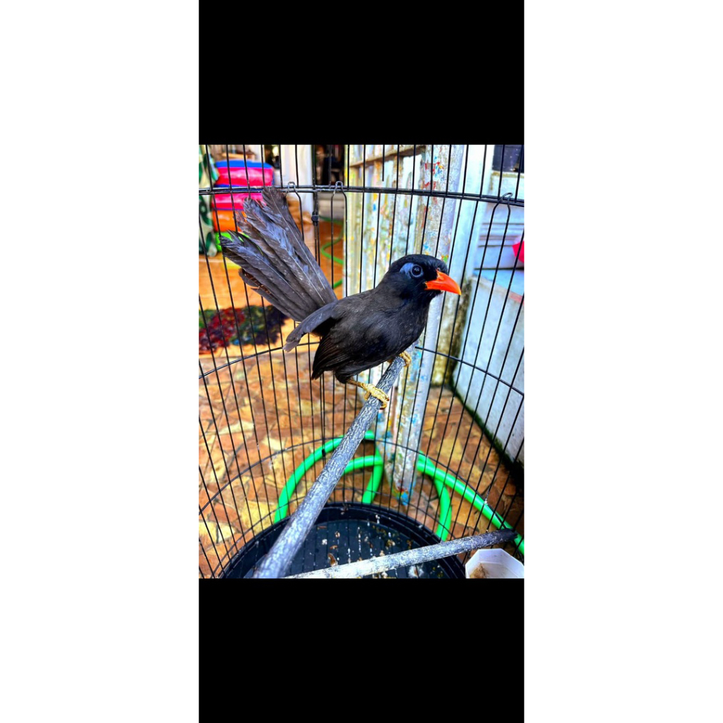 Burung poksay rembo gacor