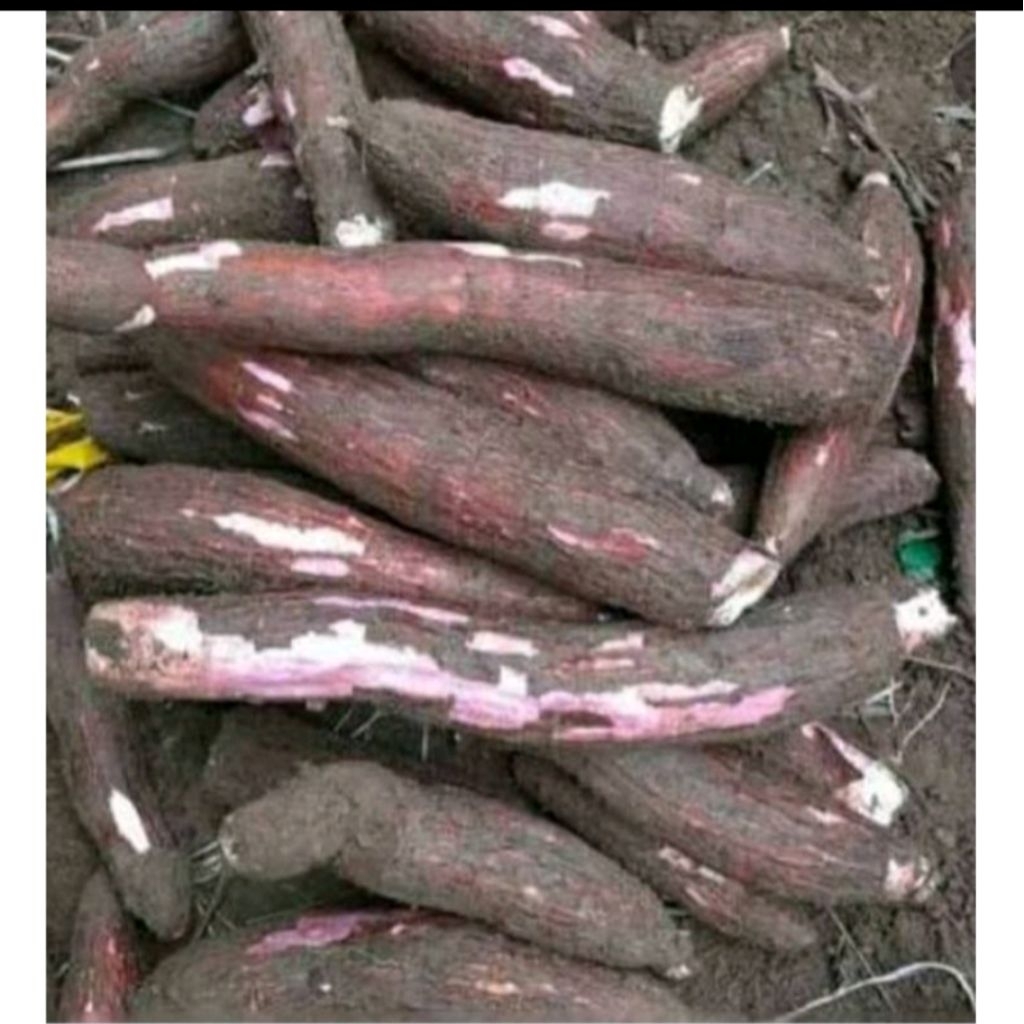 

singkong 500g