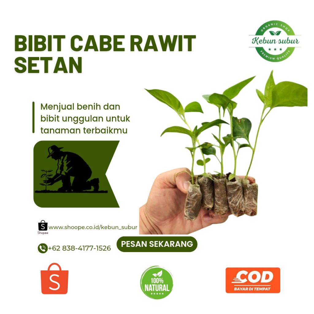 KEBUN_SUBUR - Bibit Cabe Rawit Setan Siap Tanam