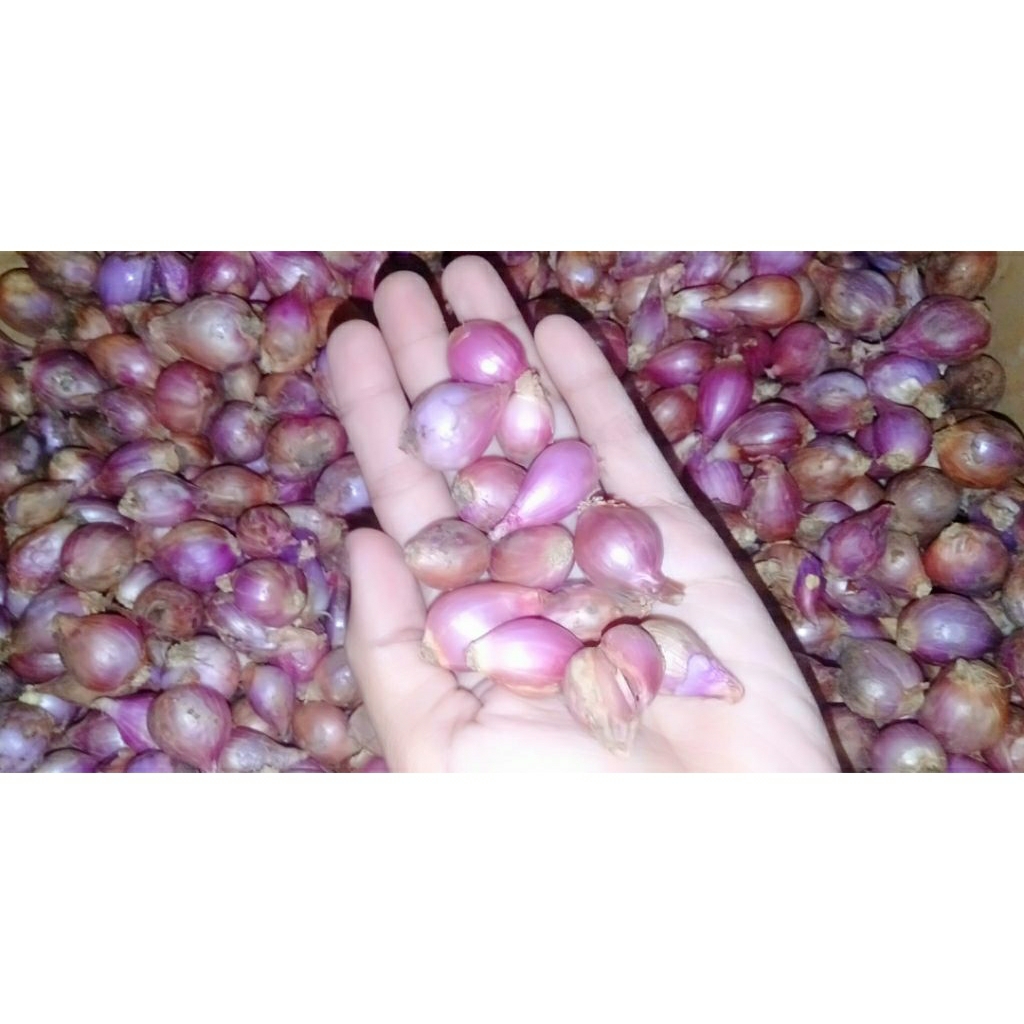

Bawang Merah Mini
