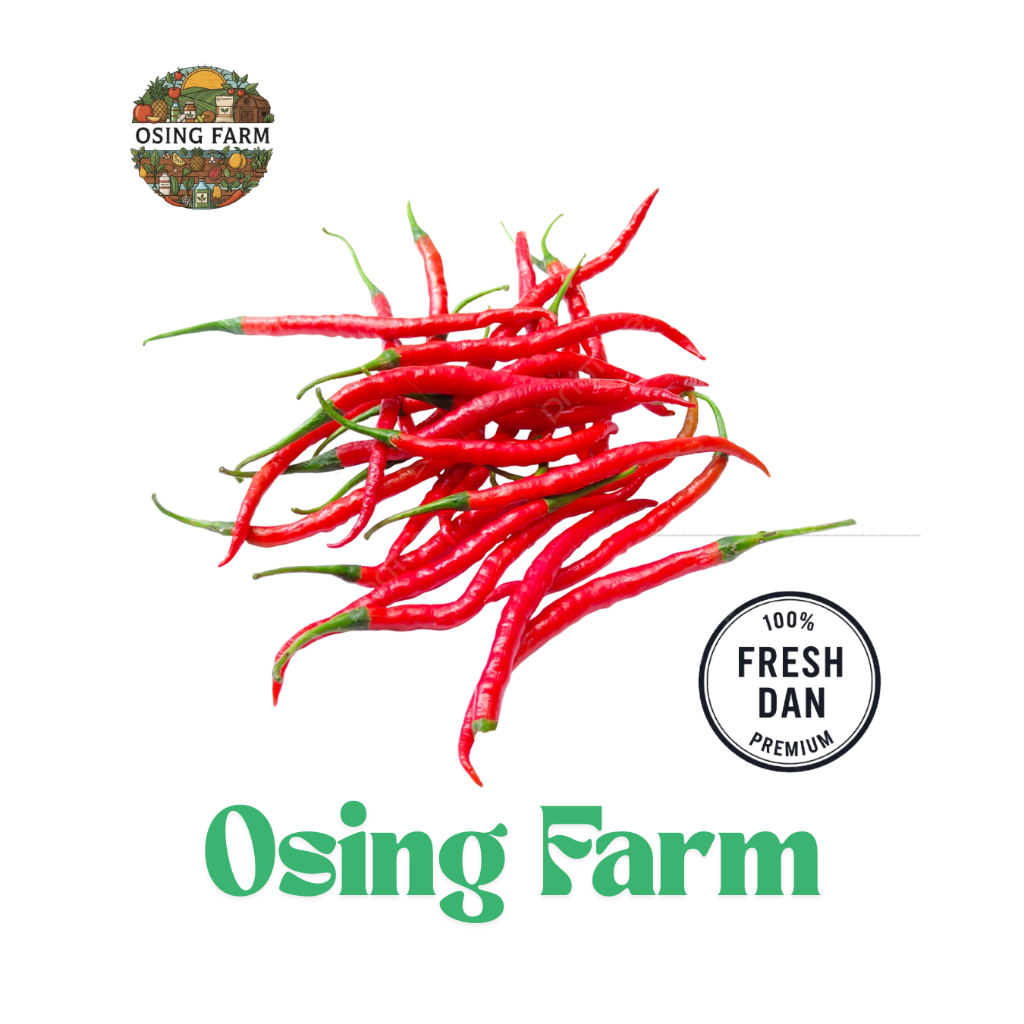

Cabe Merah Keriting 1 Kg Grade Super | Premium | Fresh | Petik Langsung