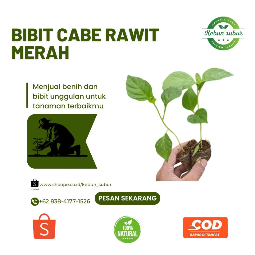 KEBUN_SUBUR - Bibit Cabe Rawit Merah Siap Tanam