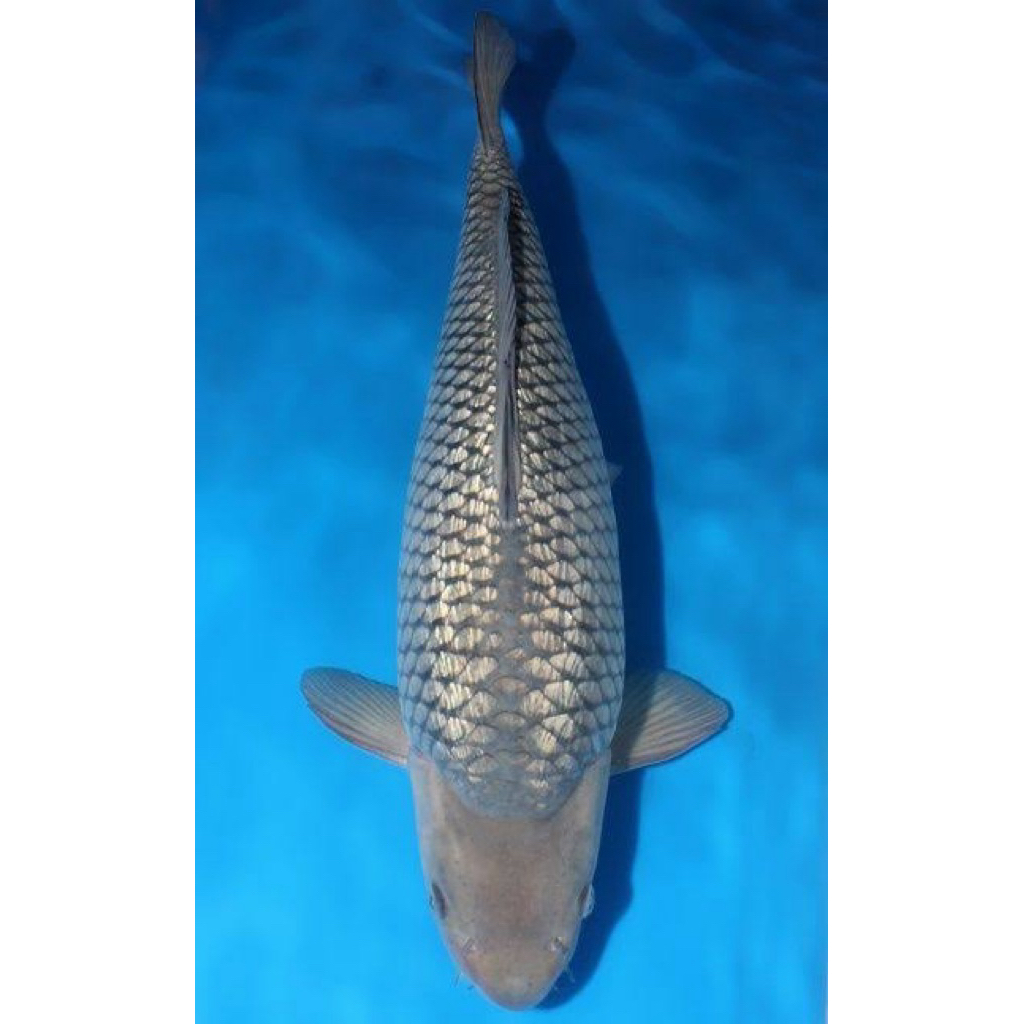 Ikan Koi Soragoi 30cm - Ikan koi Blitar - Penjinak kolam