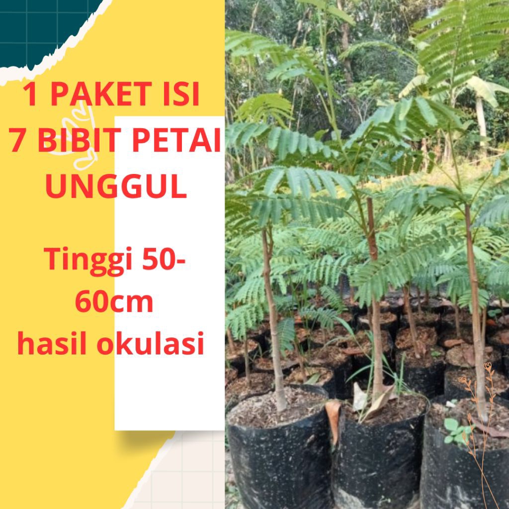 BIBIT PETAI UNGGUL 1PAKET 7 BIBIT PETAI UNGGUL