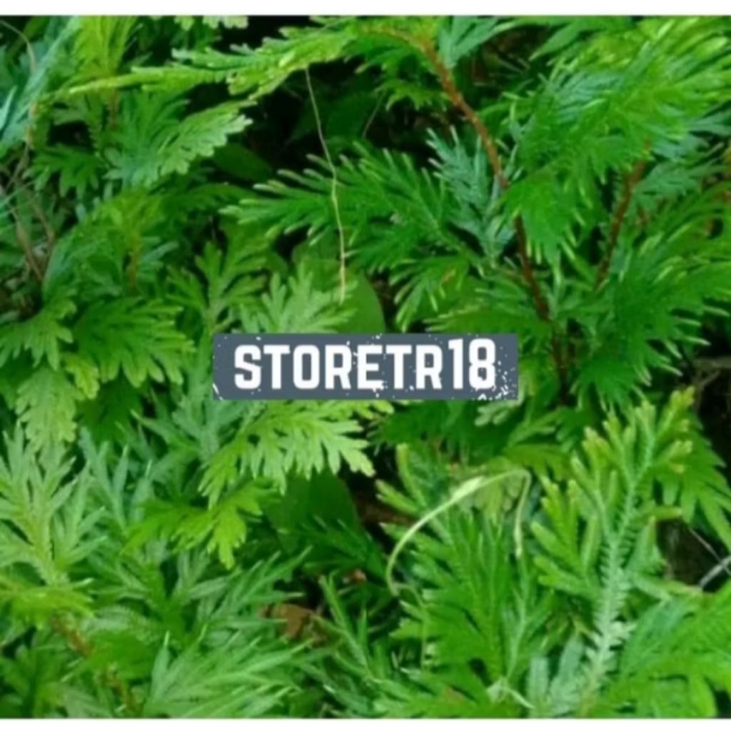 

Daun Cakar Ayam Segar Paket 1Kg