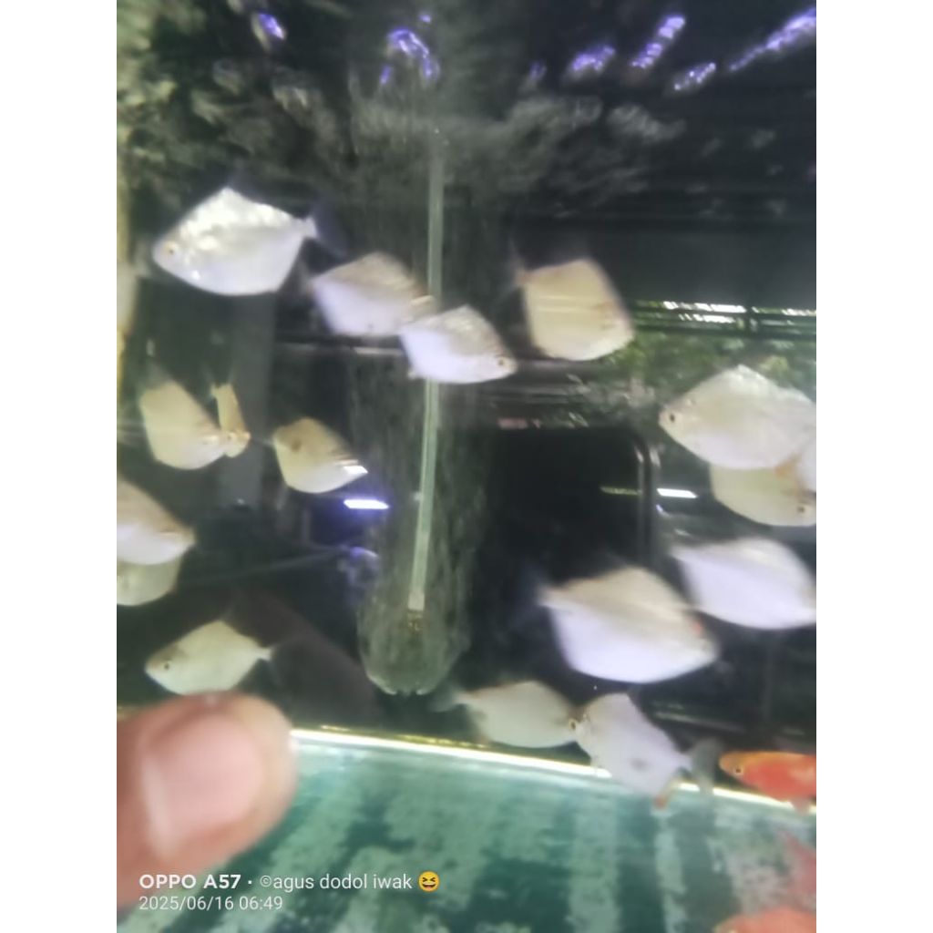 Silver Dollar 5,5-7cm