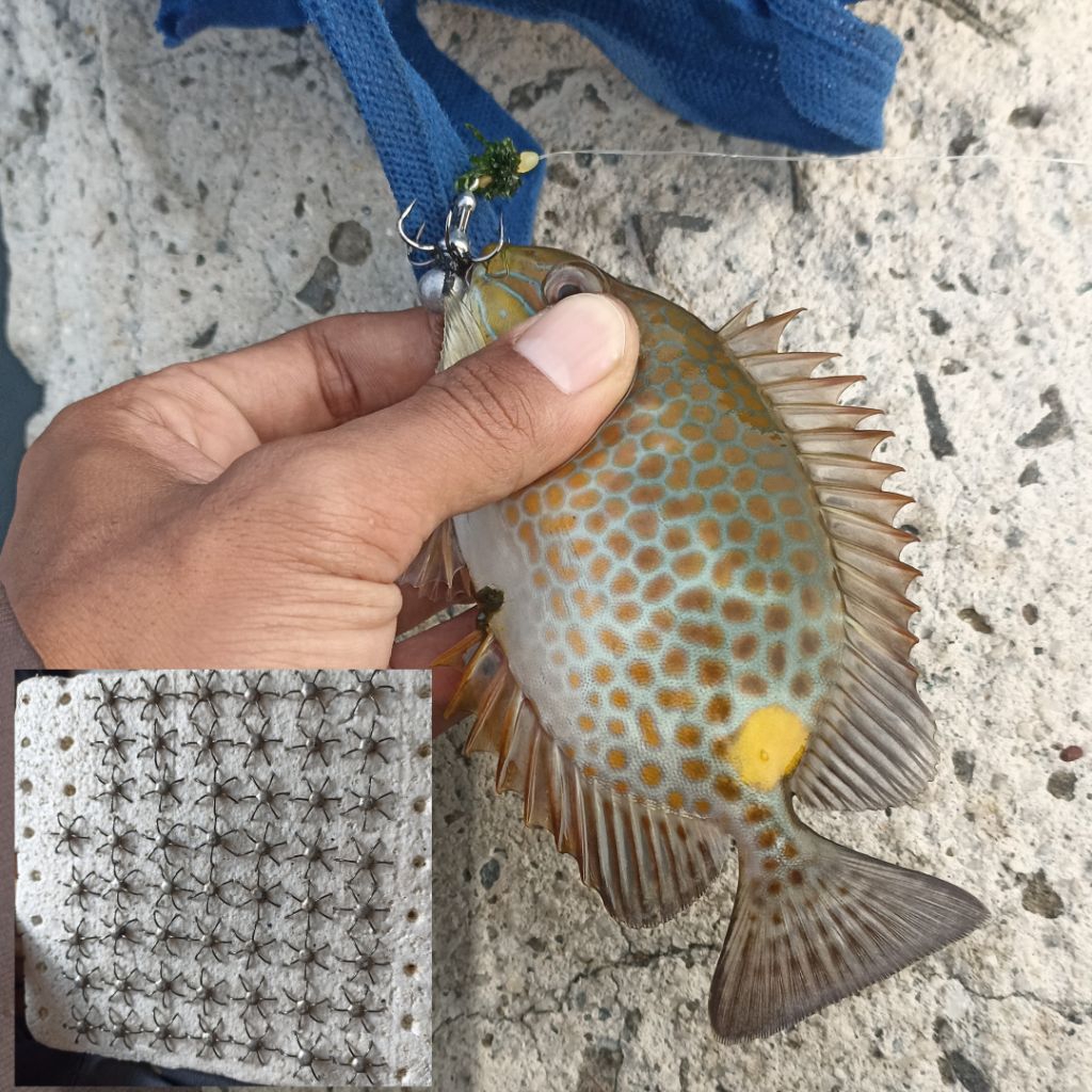 kail garong baronang