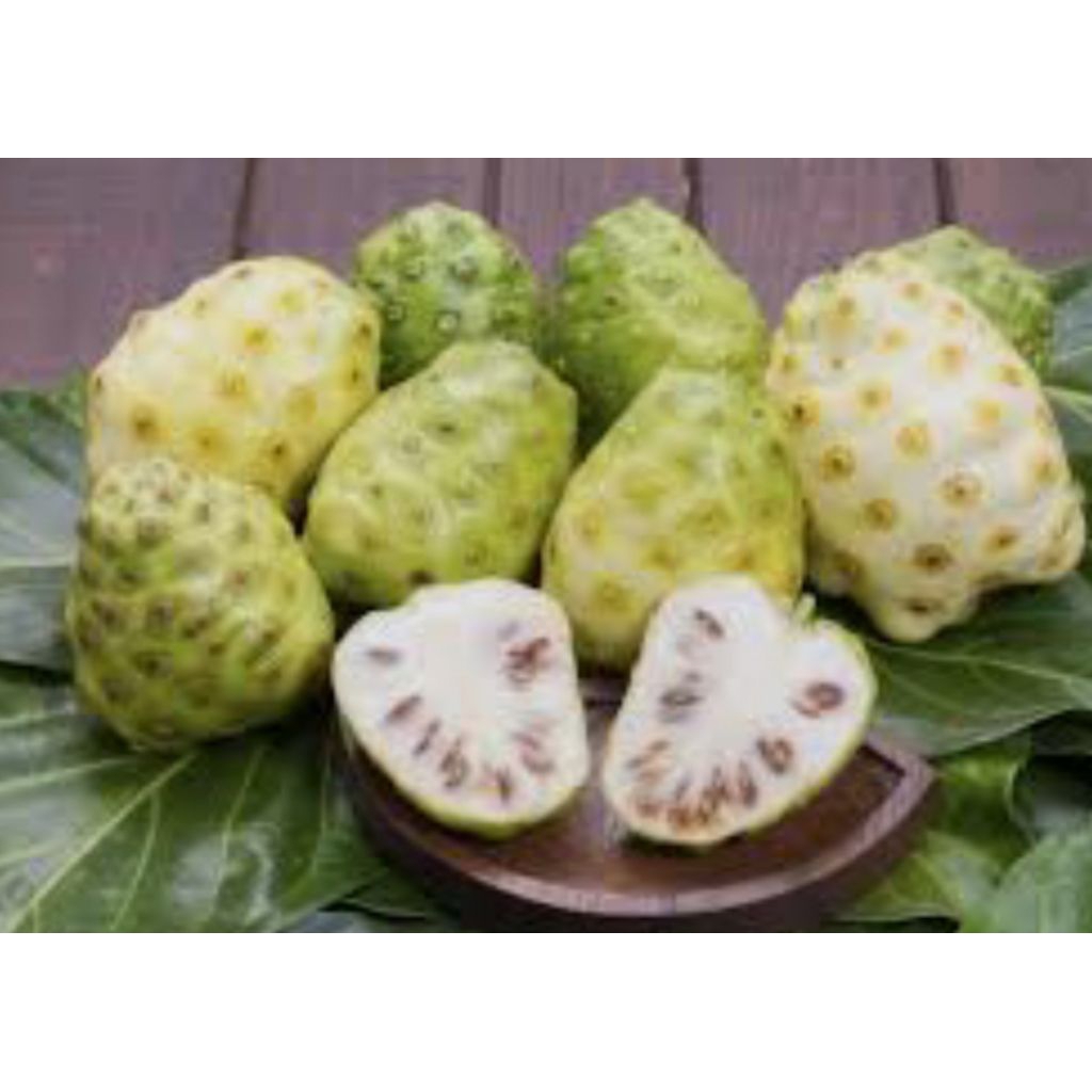 

BUAH MENGKUDU 3 PCS,. BARU PETIK # CANGKUDU #PACE