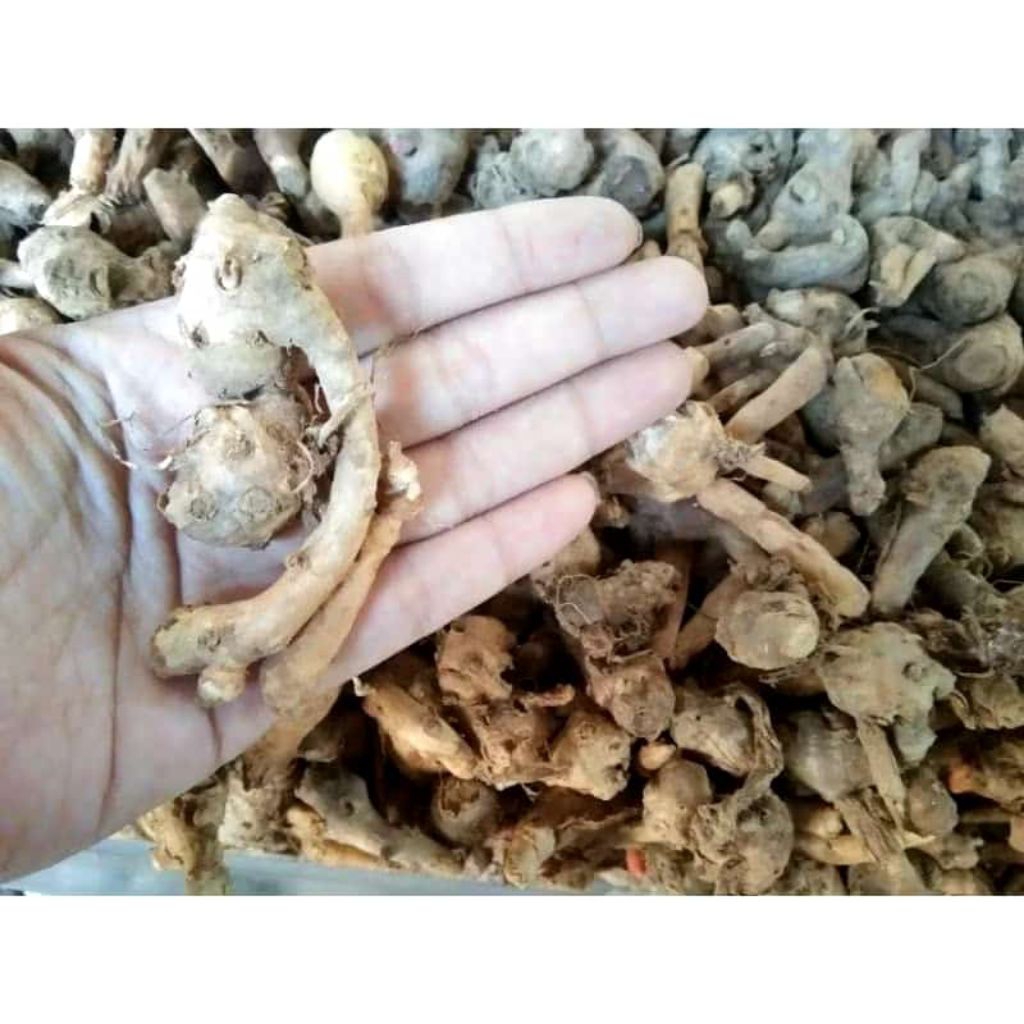 

KUNCI / TEMU KUNCI FRESH MURAH
