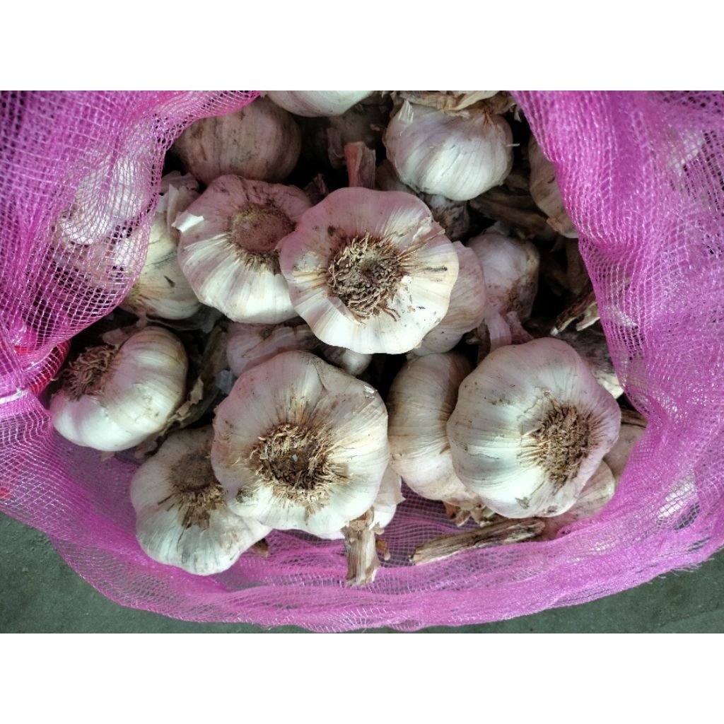 

Bawang Putih Kualitas Bagus 900 gram