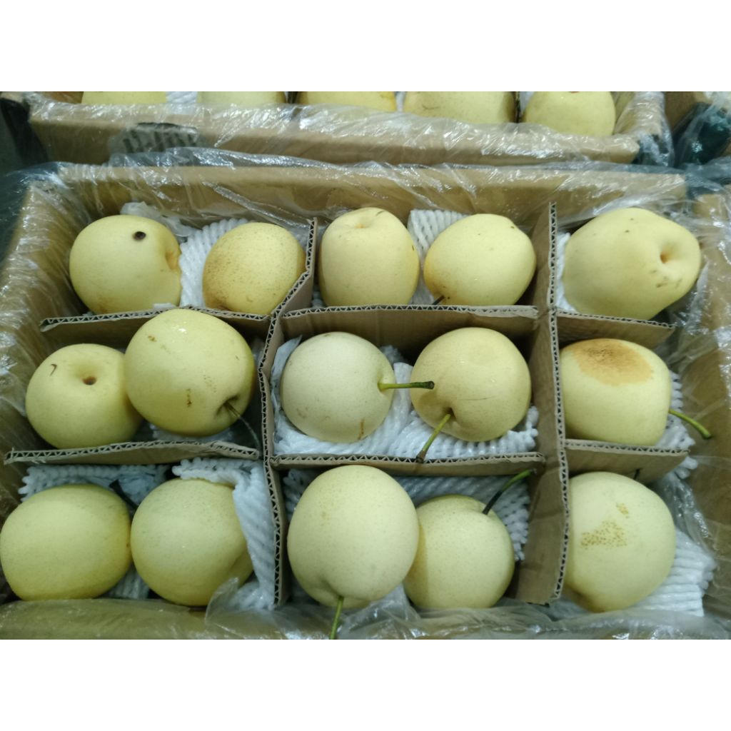 

BUAH PEAR CENTURY 60 KEDIRI