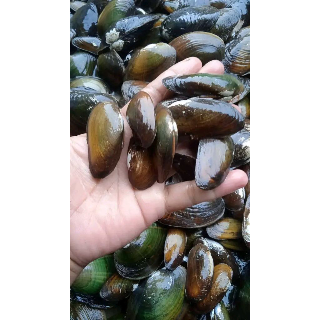 

Kerang air tawar hidup 9500/ 1KG (beli 4KG bonus 1KG)