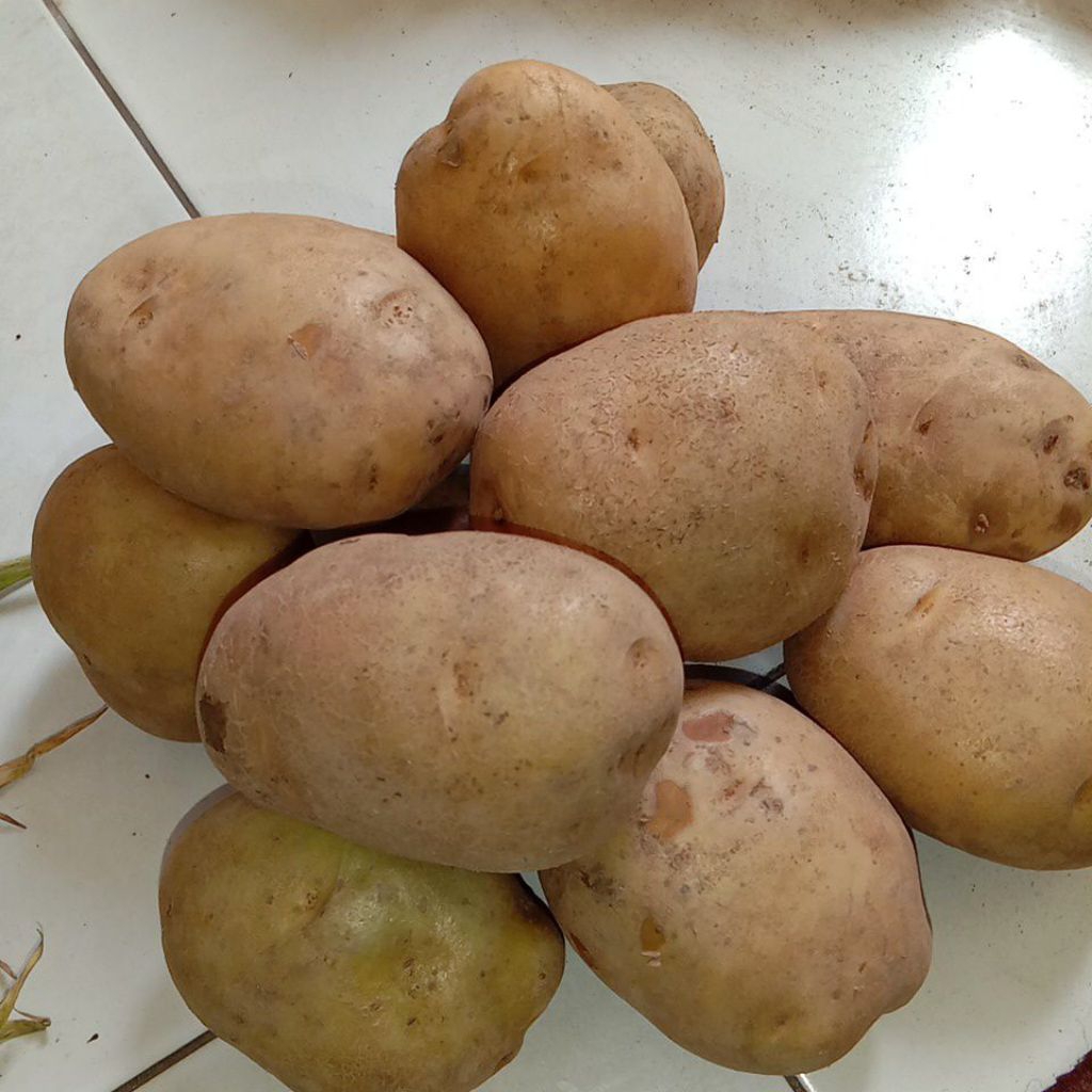 

kentang ukurang Kecil - Besar 1 kg