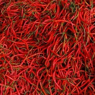 

cabe merah keriting/CMK segar petik langsung dari sawah