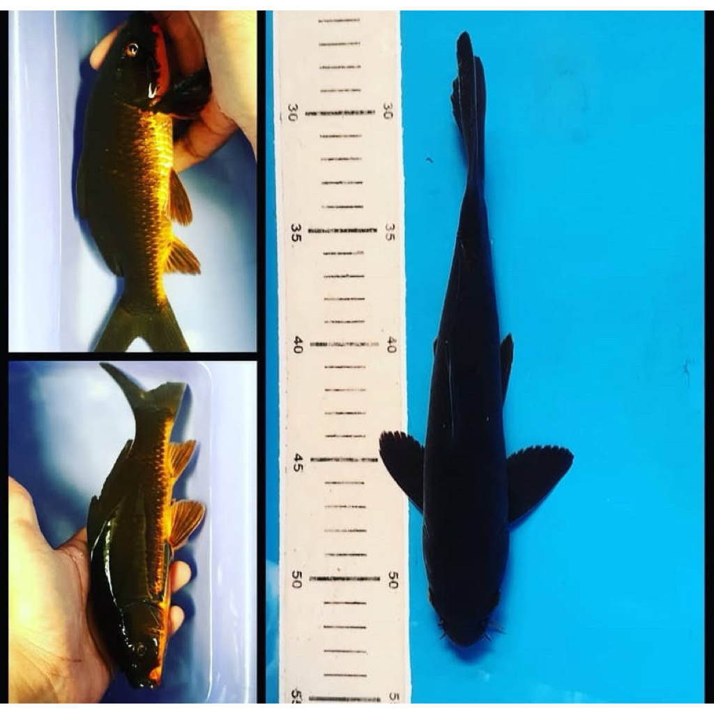 Ikan Koi karasu - Ikan koi hitam 28-30cm - Koi Blitar Hitam