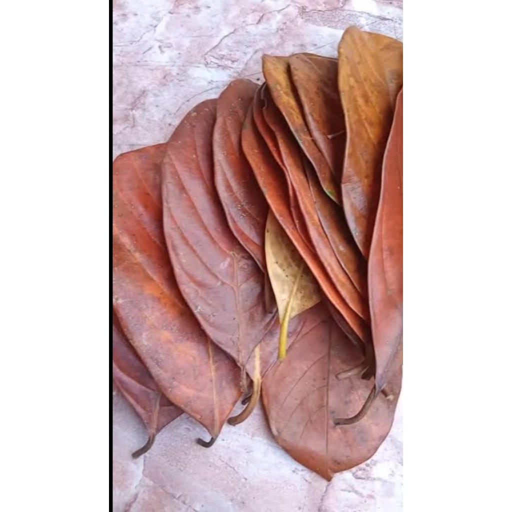 

daun nangka kering 100 lembar