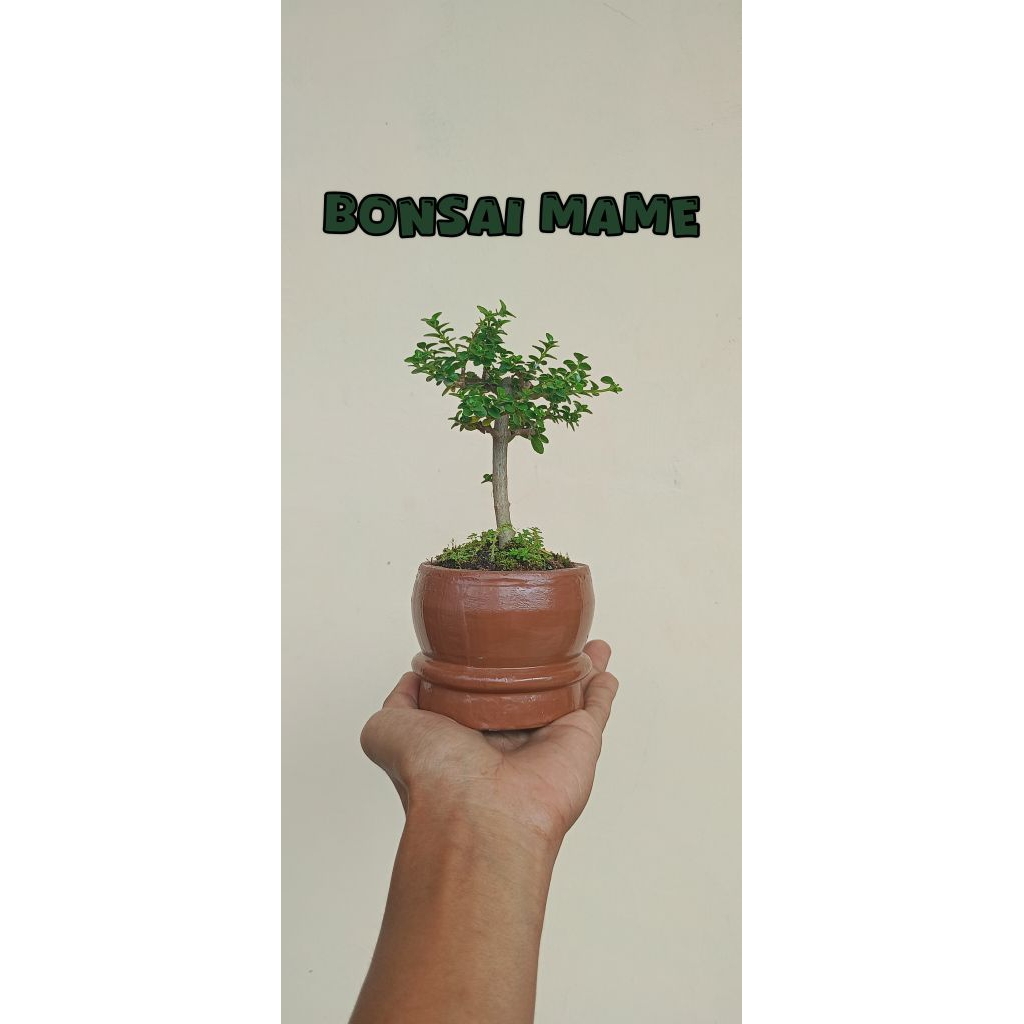 BONSAI MINI/MAME RIMBUN