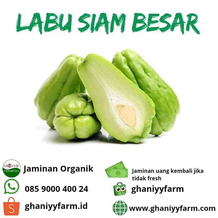

Sayur Organik Labu Siam Besar Organik 500 Gram