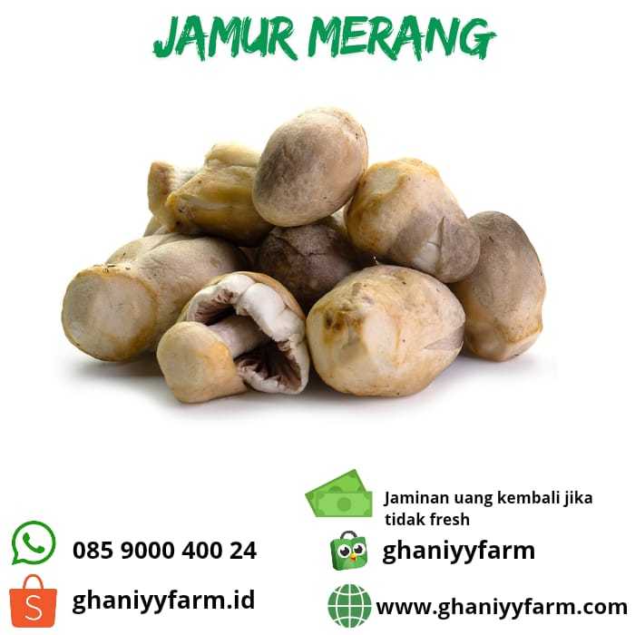 

Jamur Merang 250Gram