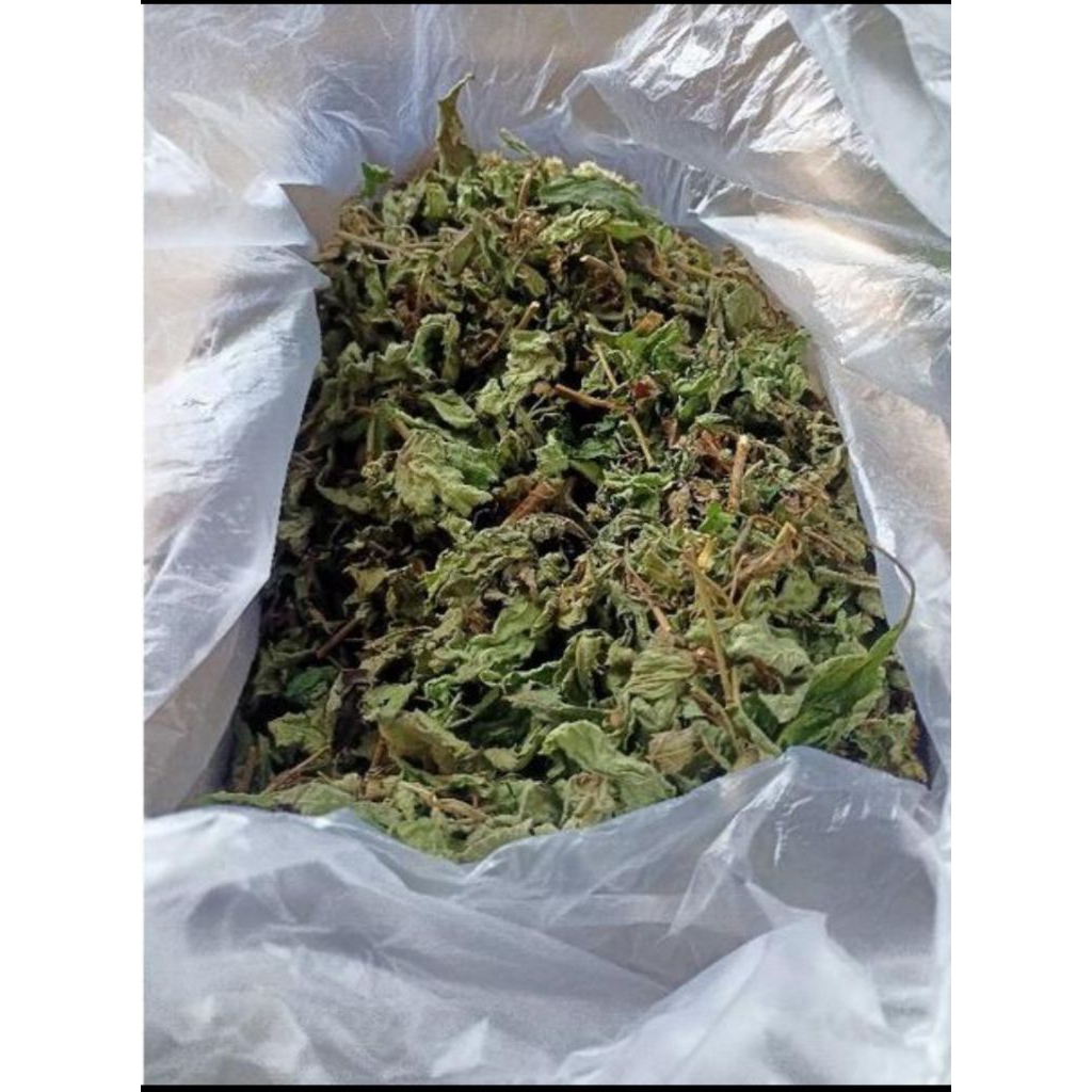 

daun kirinyuh kering