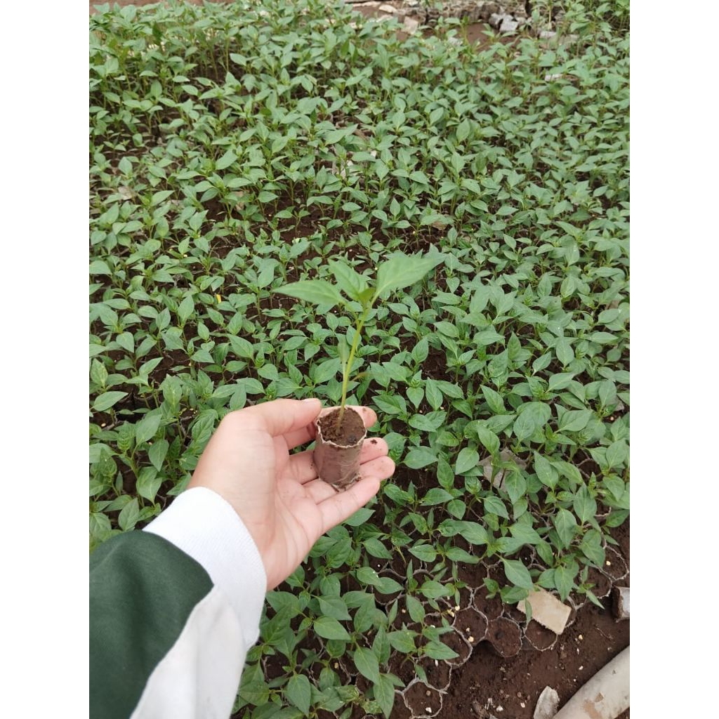 Bibit Hidup - Bibit cabe rawit pelita 8 F1 siap tanam