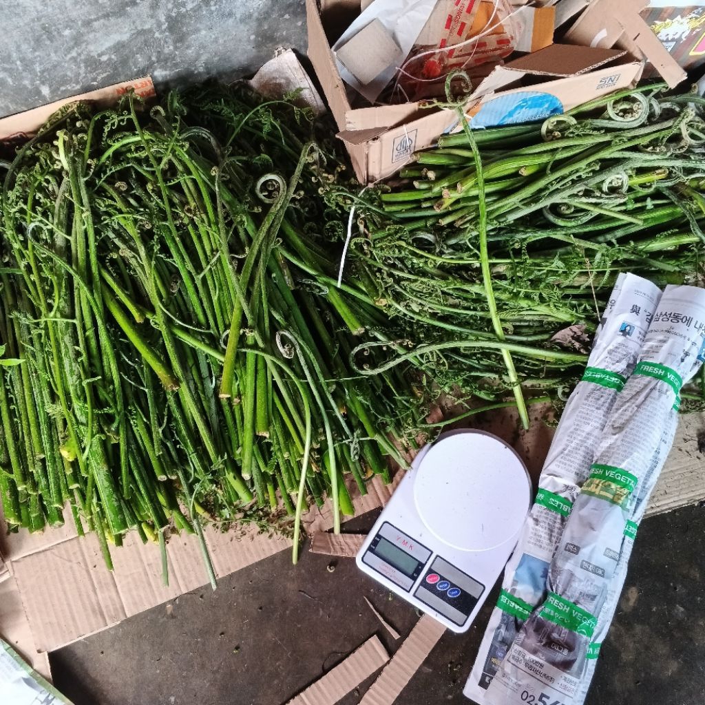 

Pakis Sayur Fresh 1 Kg