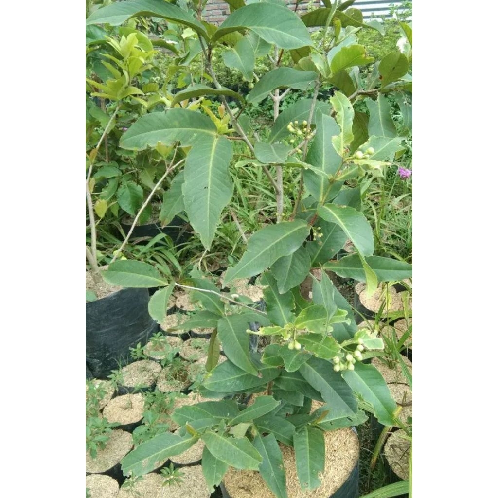 

ready stok banyak kk jambu air kondisi sudah berbuah lebat dan siap kirim bisa di campur jenis nya