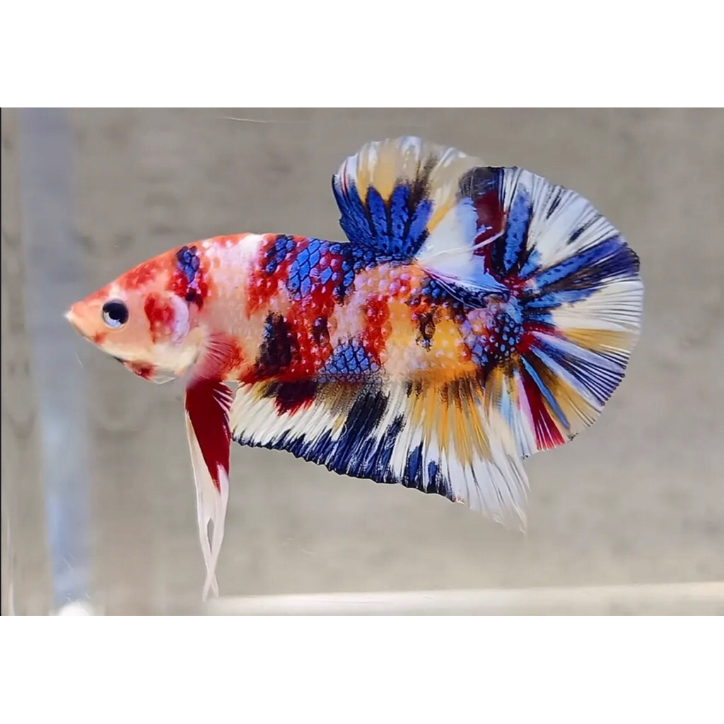 Ikan Cupang Multi Metalik bagus