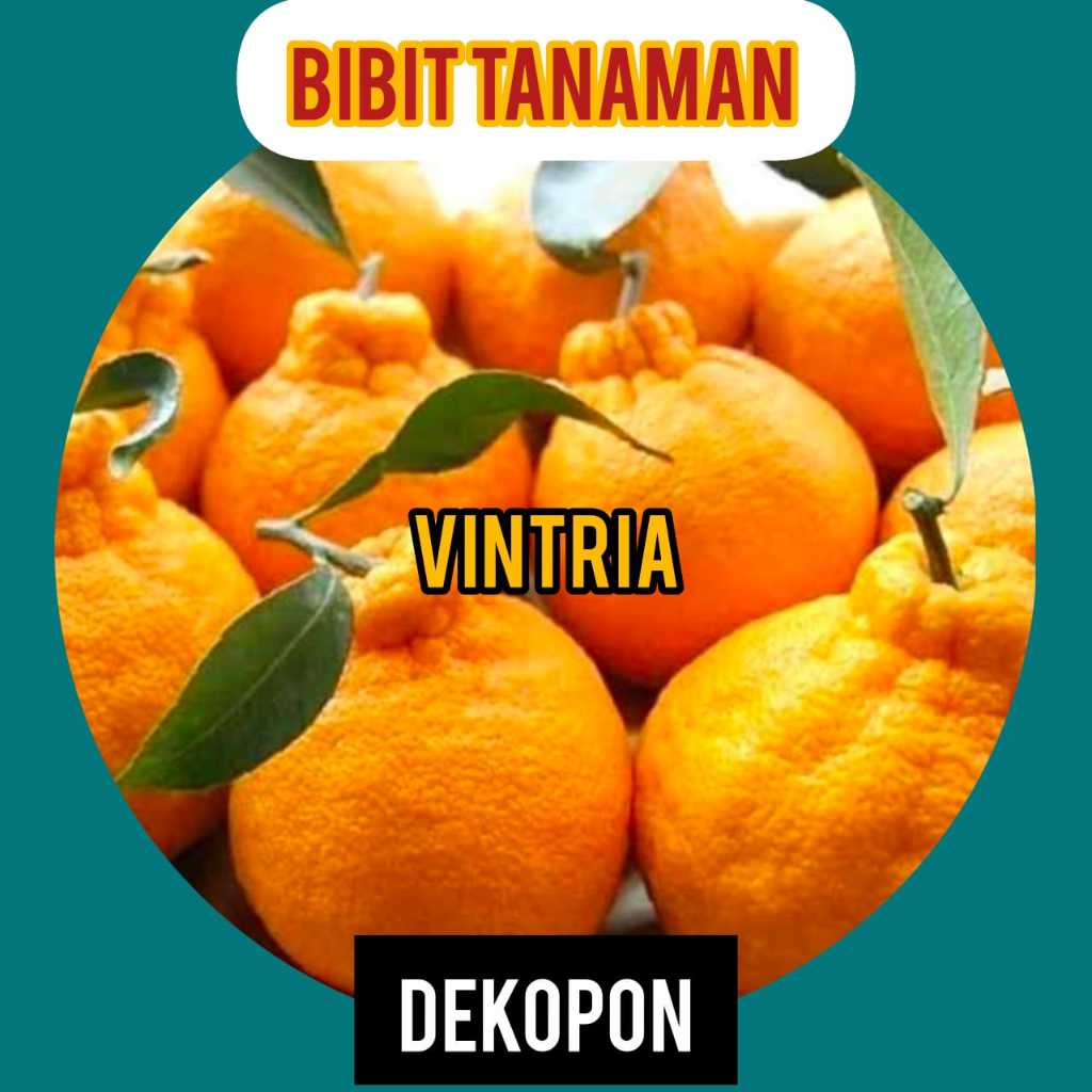 Bibit Jeruk Dekopon / Dekopon Okulasi