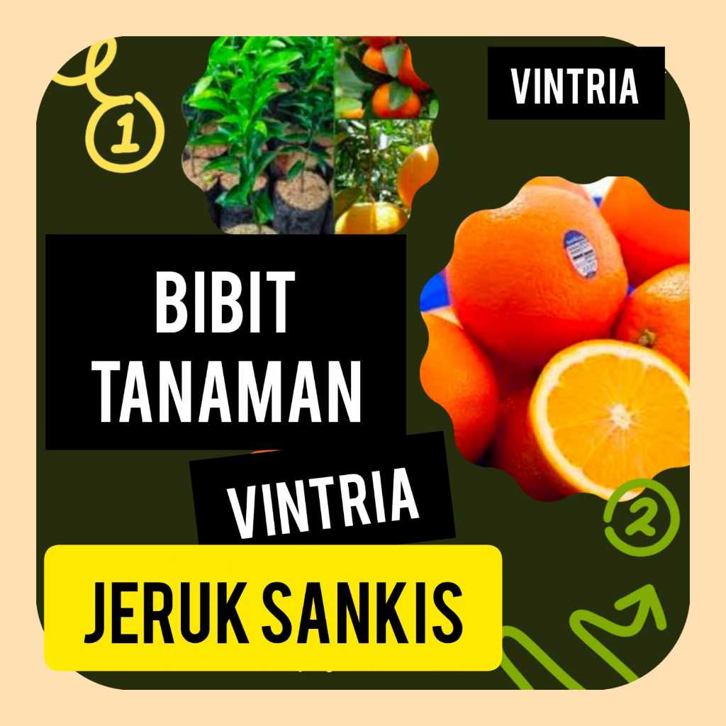 Bibit Jeruk Sankis Madu Okulasi