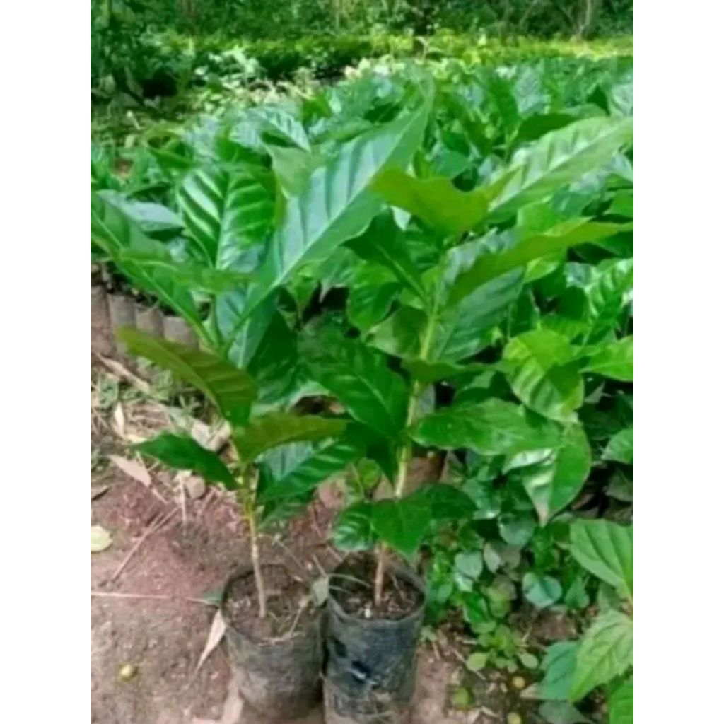 [COD] Promo 200pcs Bibit Kopi Arabika Gayo Aceh unggus siap tanam