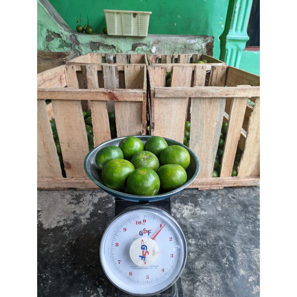 

jeruk peras BL segar