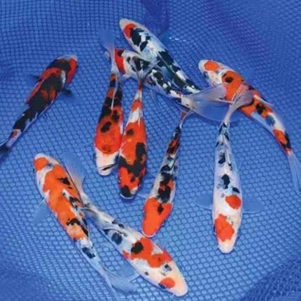 

paket 10 ek0r ko1 bergarangsi