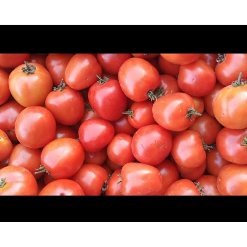 

TOMAT FRESH 250GRAM