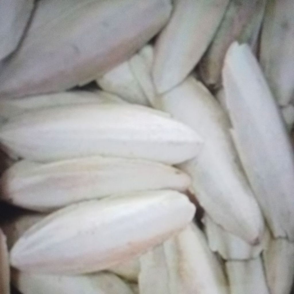 

STIKER TULANG SOTONG 28-30CM 1000GRAM