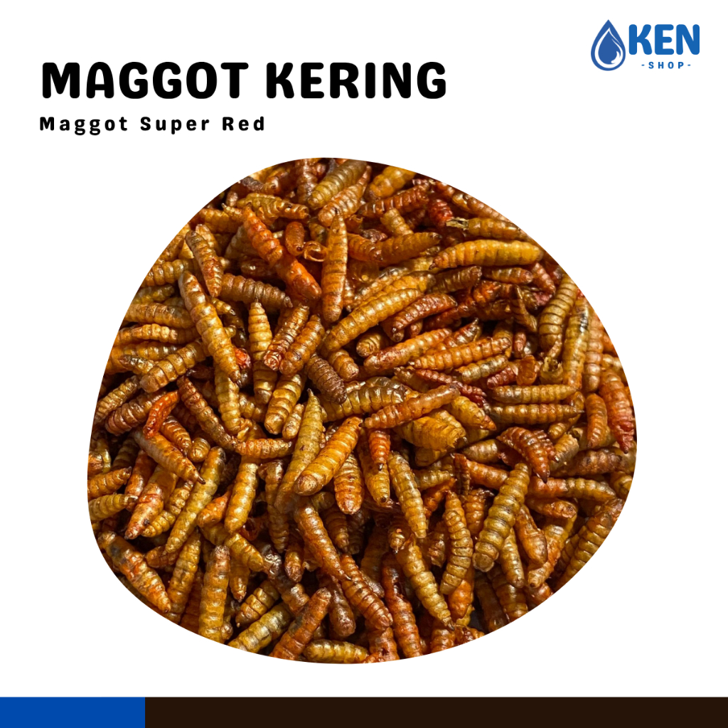 Maggot Kering  RED Yellow Blue Maggot Kering Pakan Makanan Ikan Channa  Pakan Ikan Koi Maggot Premiu